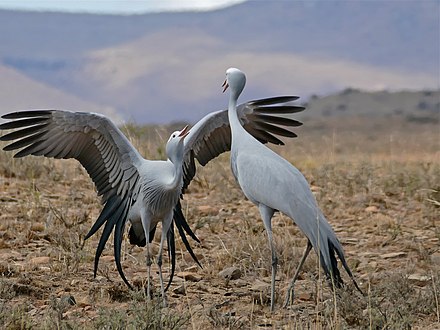 Blue crane (Grus paradisea) pair displaying