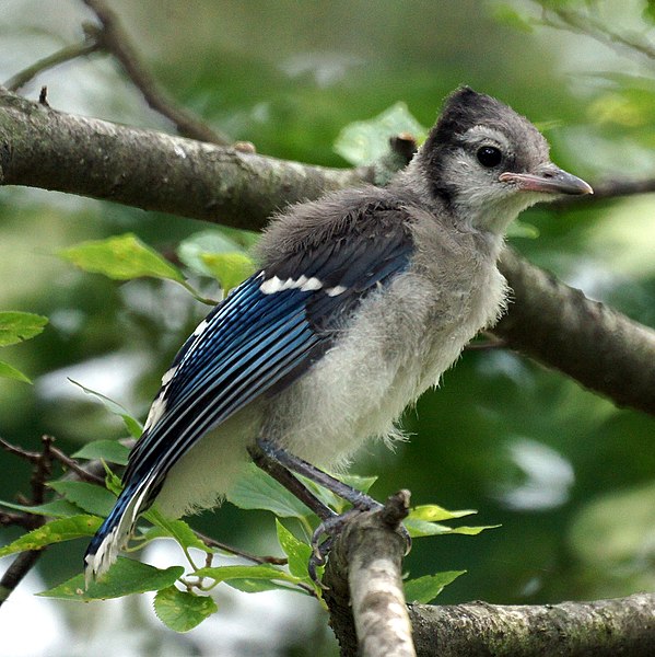 File:Blue Jay (5922105885).jpg