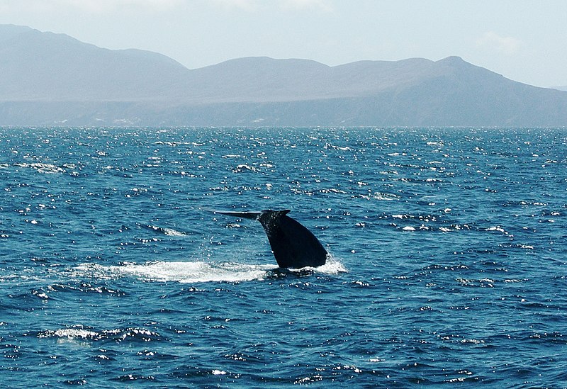 File:Blue whale tail fluke.JPG