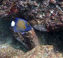 Blue ring Angelfish Pomacanthus annularis at Bomb bay, Netrani Island, India Bluering Angelfish.jpg
