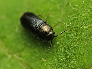 <i>Mastogenius subcyaneus</i> Species of beetle