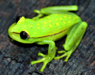 Amapá, Brazil