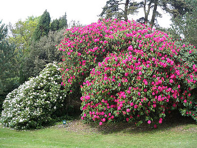 Un grand rhododendron bordant une clairière du bois des Moutiers.
