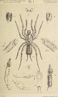 <span class="mw-page-title-main">Dwarf tarantula</span> Spiders of the family Mecicobothriidae