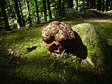 Boletus rhodopurpureus.jpg