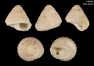 <i>Bolma boucheti</i> species of mollusc