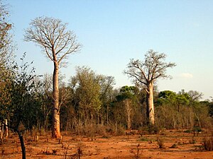 Bombacaceae - Adansonia za.jpg