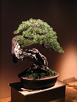 File:Pescia, museo del bonsai, juniperus chinensis, stile han-kengai  (semicascata), dal giappone, circa 40 anni 01.jpg - Wikipedia