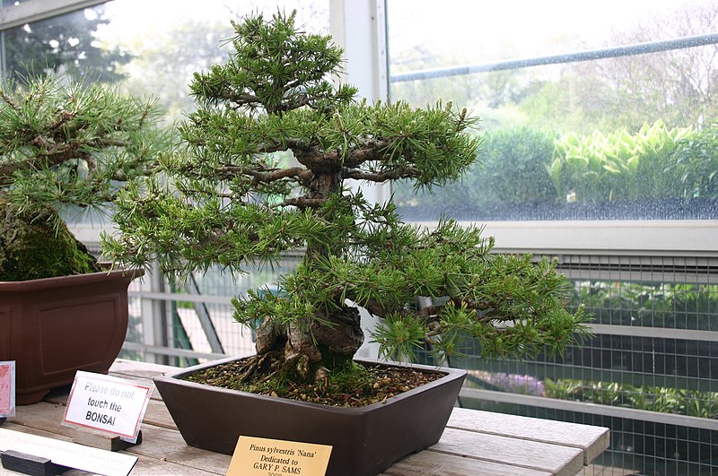 File:Bonzai Pinus sylvestris 'Nana'.jpg