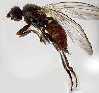 <i>Borborillus</i> Genus of flies