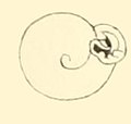 Boston Journal of Natural History, v.7.-Plate 4-fig1-Helix Ariadne.jpg
