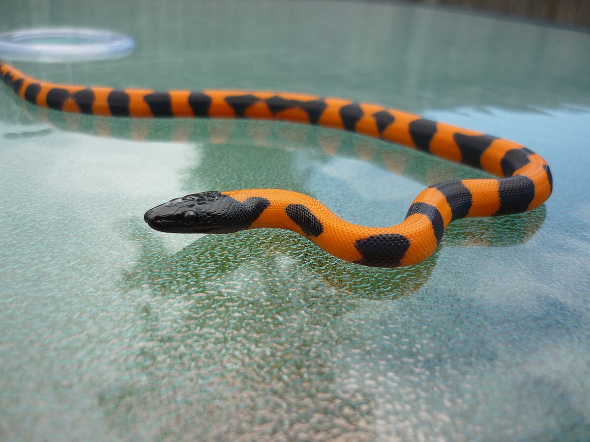 Bothrochilus boa — Wikipédia