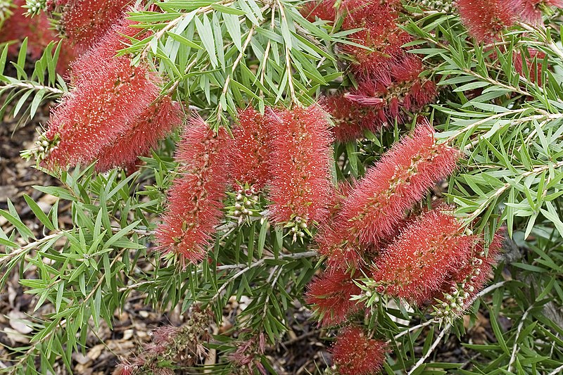 File:Bottle Brush-01+ (164027402).jpg