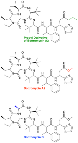 A comparison of bottromycin A2 to the synthetic propyl ketone derivative and to bottromycin D. Bottromycin derivatives2.png