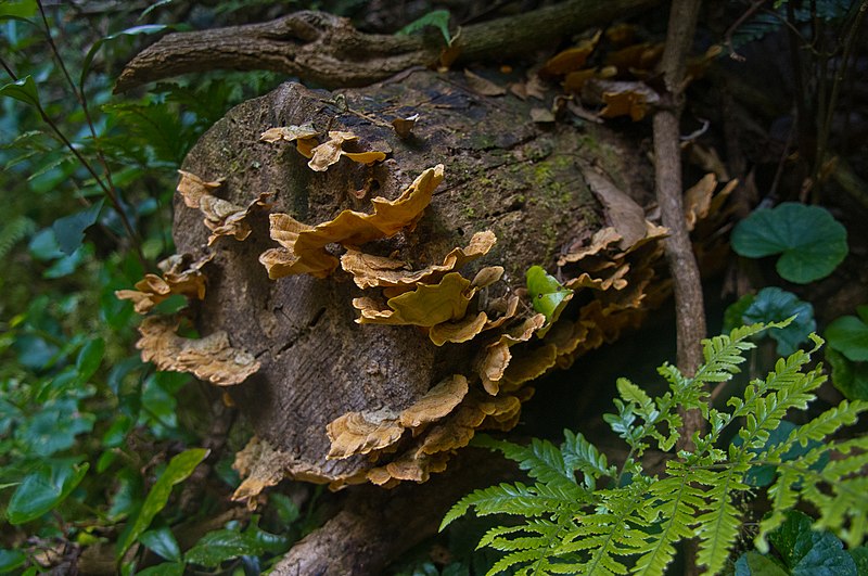 File:Bracket fungi on fallen log Border Track Lamington National Park Queensland IMGP2516.jpg