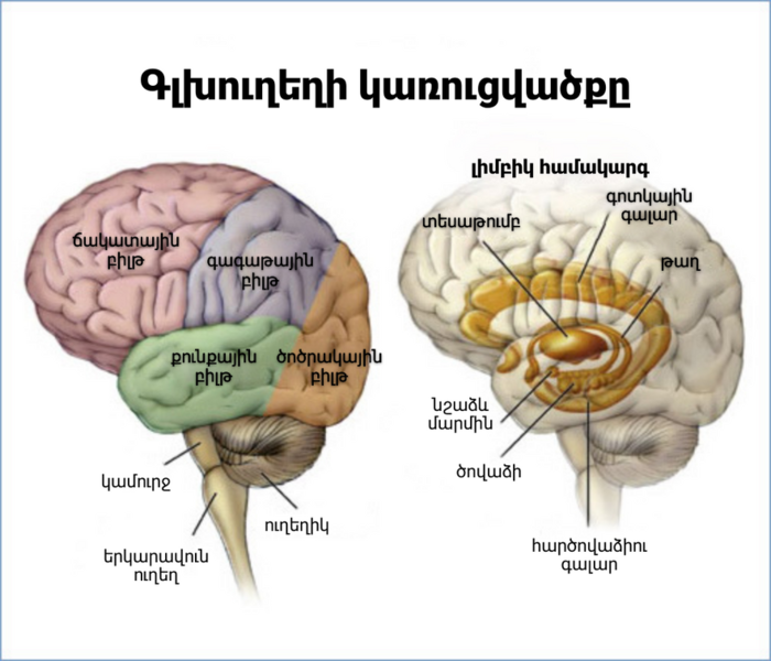 File:Brain headBorder (hy).png