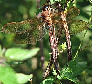 Brown hawker species of insect