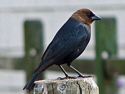 Brown-headed Cowbird male RWD.jpg