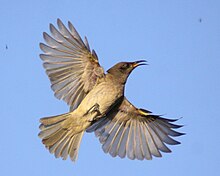 Brown honeyeater, one of a group hawking from a Casuarina Brown H eater.jpg