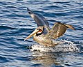 71 Brown Pelican, Pelagic Boat Trip