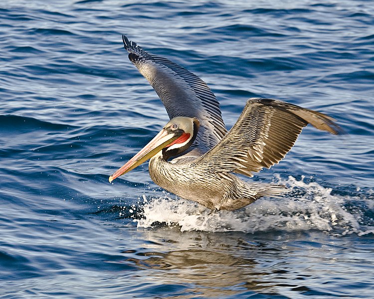 File:Brown Pelican, Pelagic Boat Trip.jpg