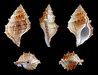 <i>Bufonaria cristinae</i> Species of gastropod