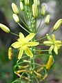 Bulbine asphodeloides