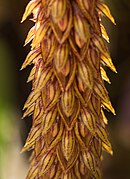 Bulbophyllum careyanum