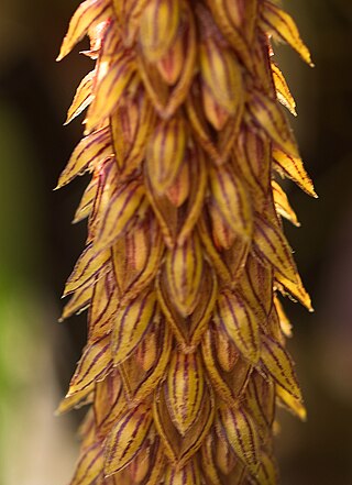 <i>Bulbophyllum <span style="font-style:normal;">sect.</span> Racemosae</i> Section of flowering plants