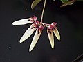 Bulbophyllum longiflorum