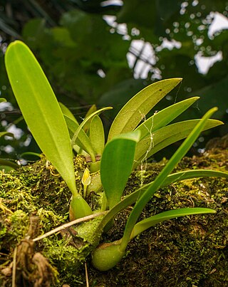 <i>Bulbophyllum raulersoniae</i> Species of flowering plants