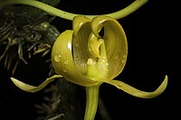 Bulbophyllum tollenoniferum