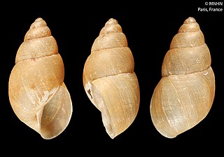 <i>Bulimulus diaphanus</i> Species of gastropod