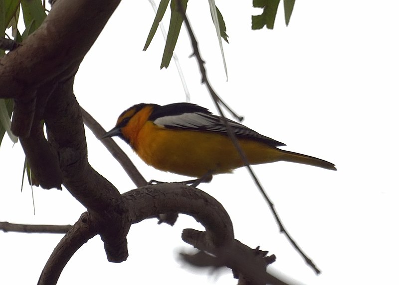 File:Bullock's Oriole (13808467554).jpg