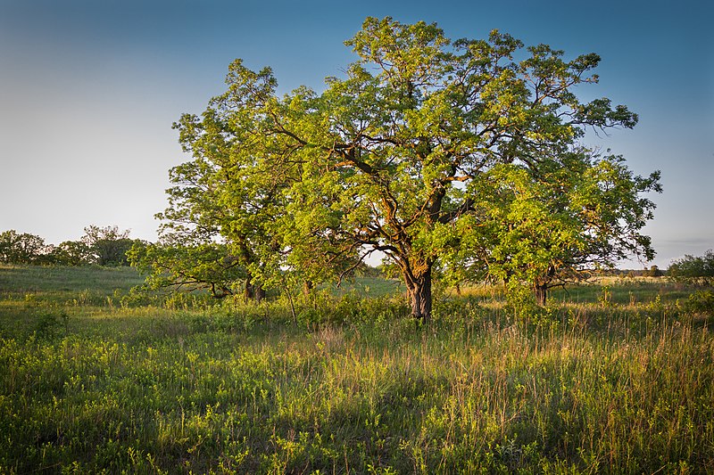 File:Bur oak (15232740107).jpg