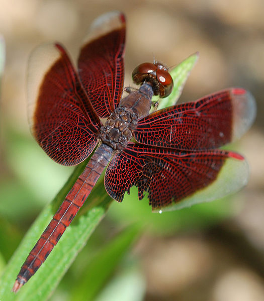 File:Burgundy Dragonfly (1713490726).jpg