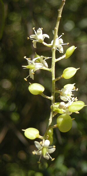 File:Bursaria spinosa flowers.jpg