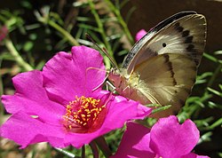 Butterfly on Portulaca grandiflora (6693913723).jpg