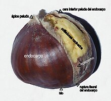 Castanea sativa (Castaño común) : aquenio en parte abierto; la semilla visible en el interior del endocarpio interiormente peludo es la parte comestible.