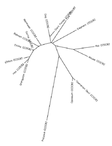 Unrooted phylogenetic tree CCDC82 Unrooted Phylogenetic Tree.png