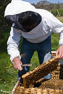 Scientist examining bees near Young, New South Wales CSIRO ScienceImage 6997 Dr Denis Anderson of CSIRO Entomology examining bees in a hive at a cherry farm near Young New South Wales.jpg