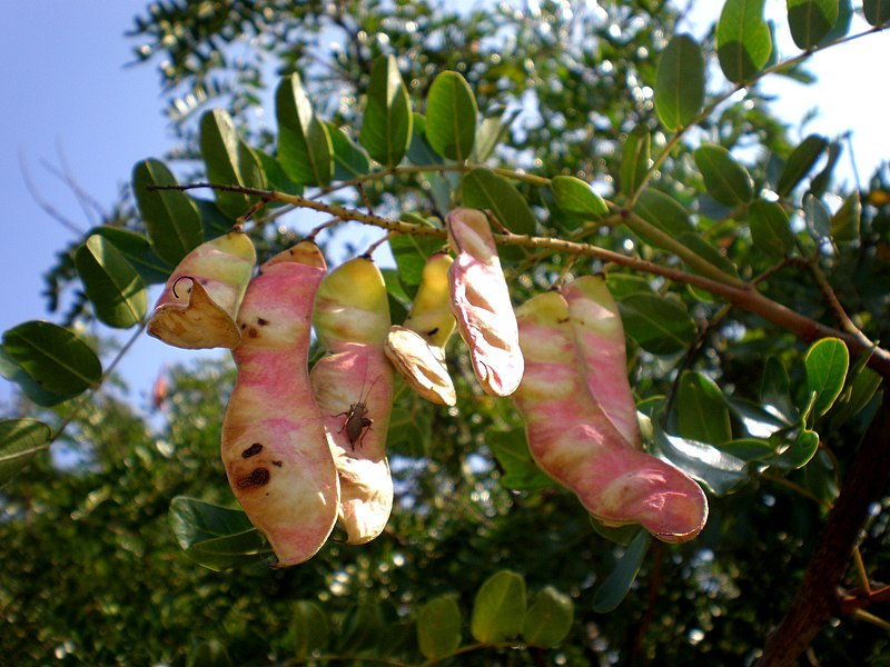 File:Caesalpinia spinosa 1c.JPG