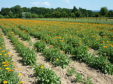 Datei:Calendula-Feld_Heilpflanzengarten.jpg