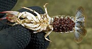 Thumbnail for File:Calico crayfish with eggs.jpg