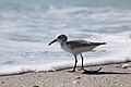 * Nomination A sanderling, Calidris alba, facing the ocean at Caspersen Beach in Venice, Florida. --Grendelkhan 11:13, 5 June 2024 (UTC) * Promotion  Support Good quality. --Ermell 21:02, 5 June 2024 (UTC)