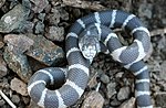 Lampropeltis getula californiae üçün miniatür