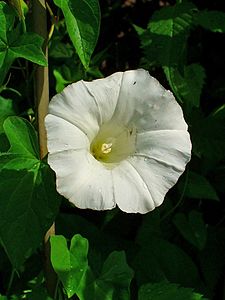 Calystegia sepium Flower