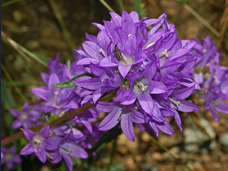 File:Campanulaceae - Campanula glomerata.JPG - Wikipedia.