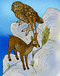 Cretan owl Extinct species of bird