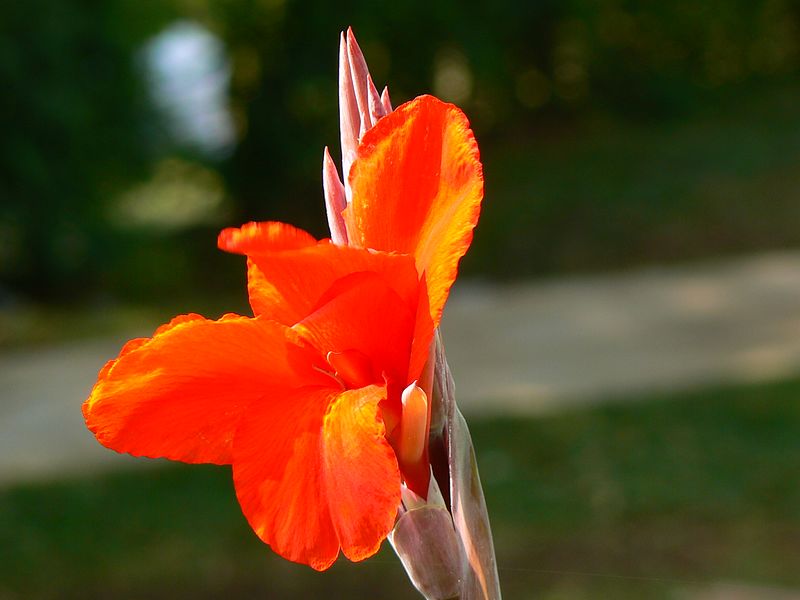 File:Canna indica (420065110).jpg